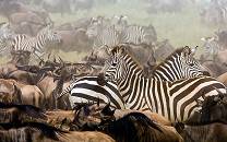 4-Day Tarangire, Ngorongoro and Ndutu Serengeti NP