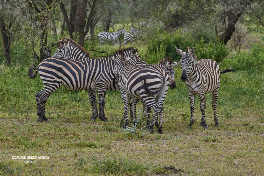 2-Days Tarangire Park and Ngorongoro Crater