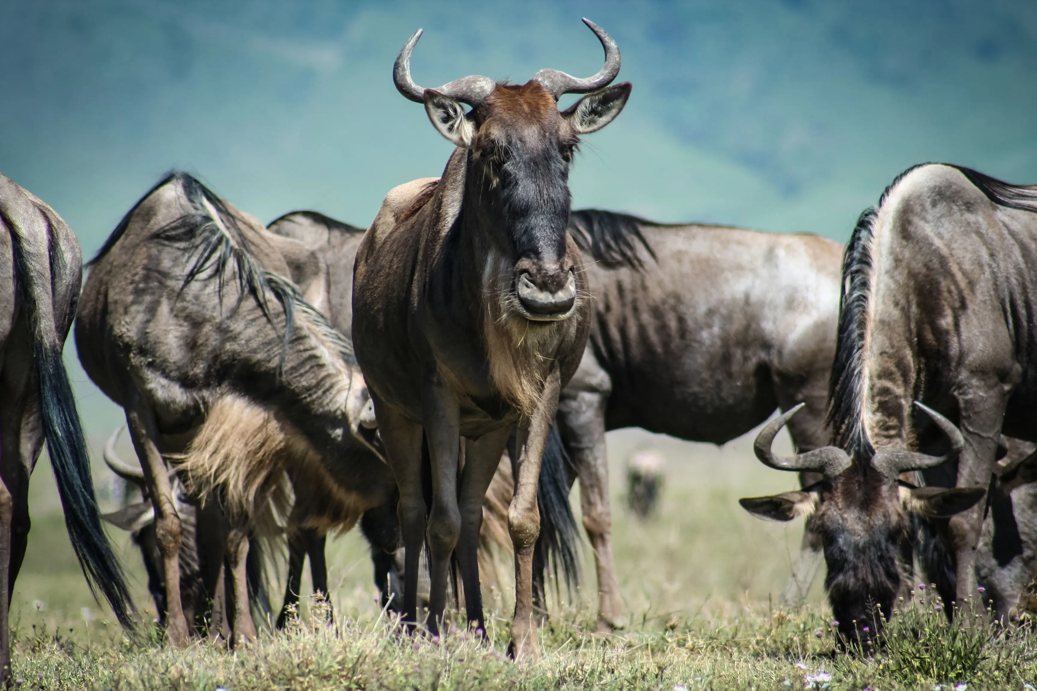 6 Days Northern Serengeti & Mara River Crossing Safari Witness the Greatest Wildlife Spectacle on Earth