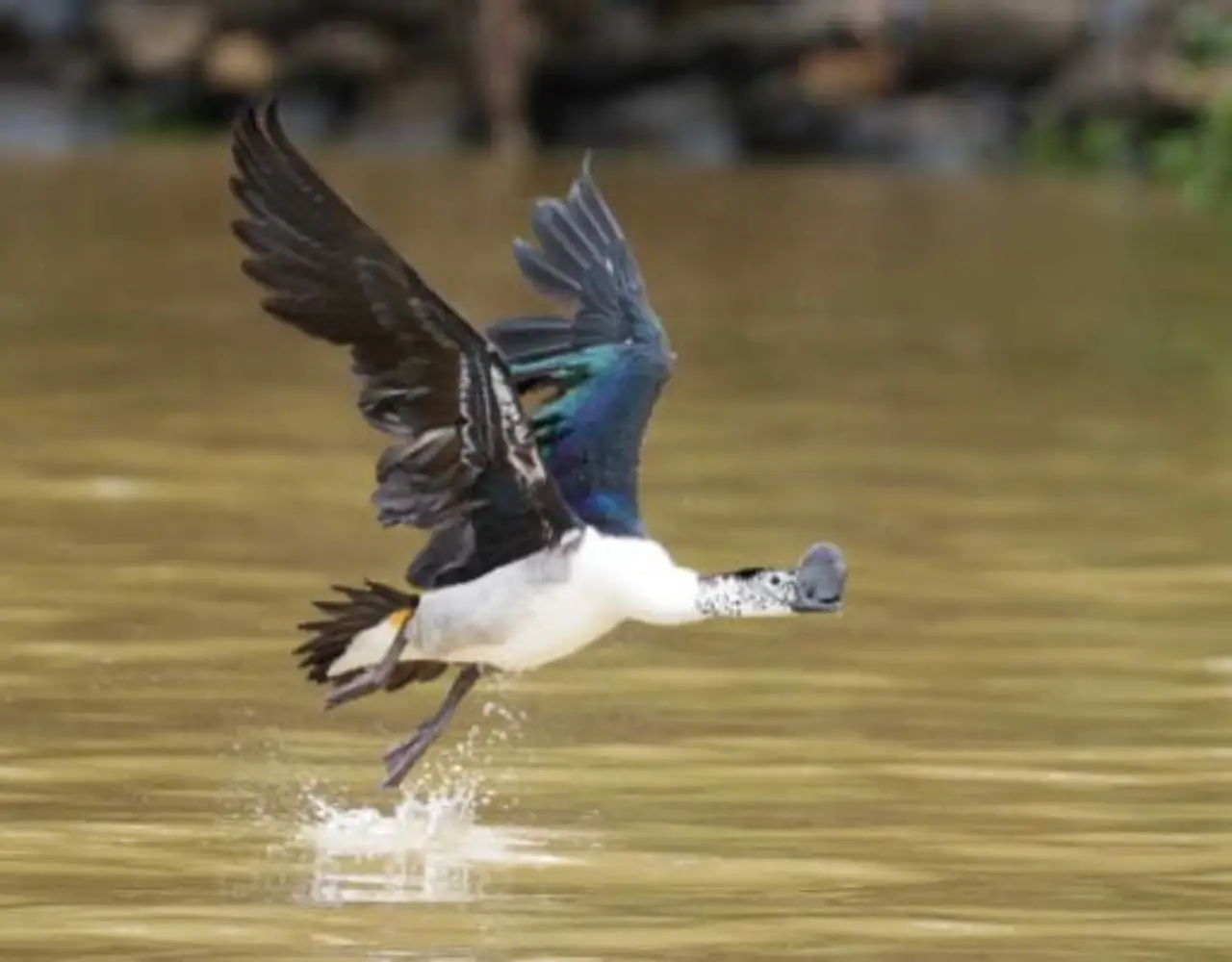 4-Day Ethiopian Birdwatching Tour