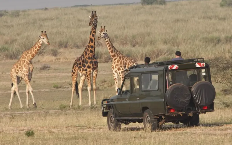12 DAYS RWANDA, CONGO AND UGANDA PRIMATE EXPERIENCE
