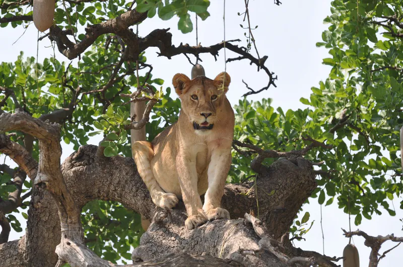 4-Day Serengeti and Ngorongoro Photographic Safari