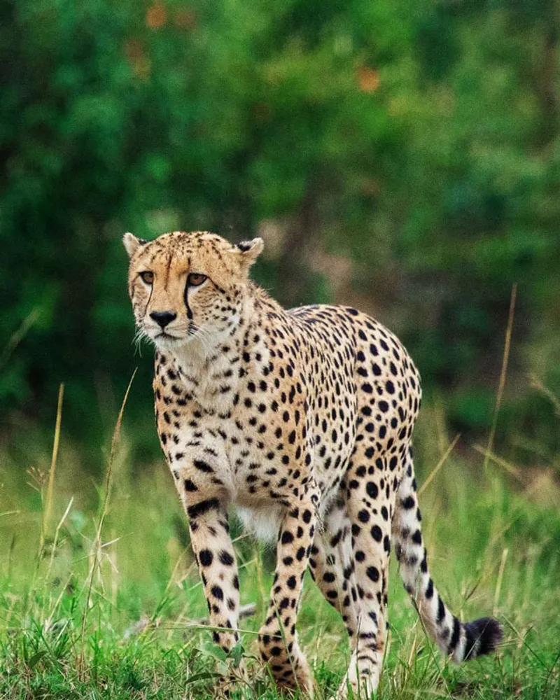 8 day Amboseli, Lake Naivasha, Lake Bogoria, Lake Nakuru and Masai Mara Safari Package