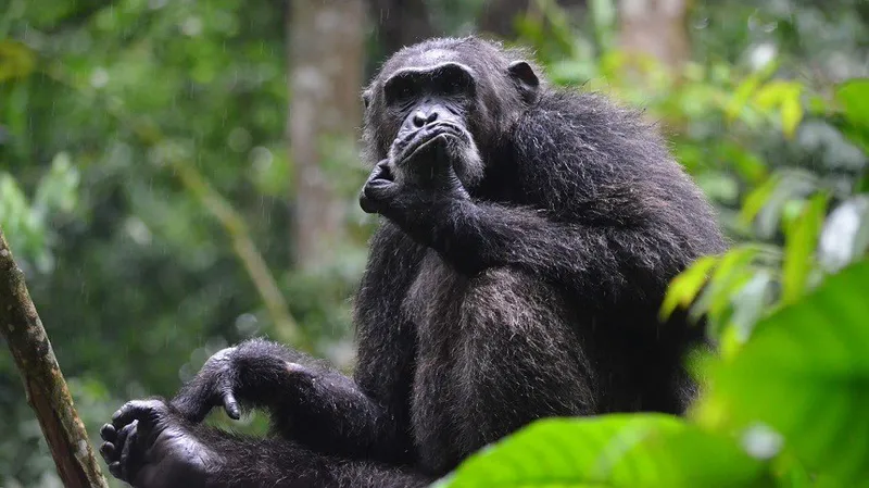 3-Day Thrilling Kibale Chimpanzee Budget Tour