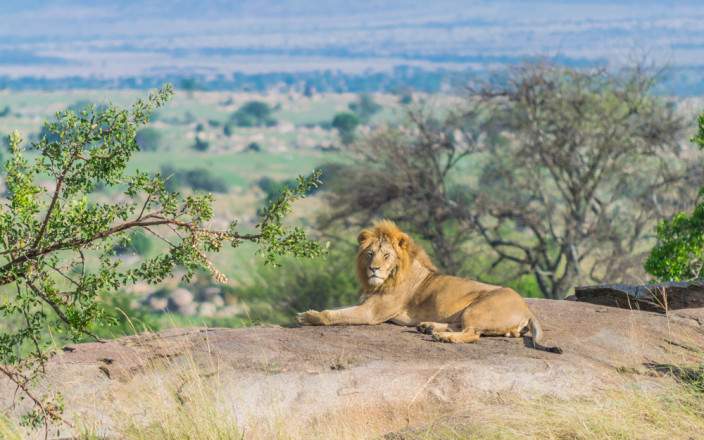 5-Day Luxury Safari with Two Nights Serengeti - Private