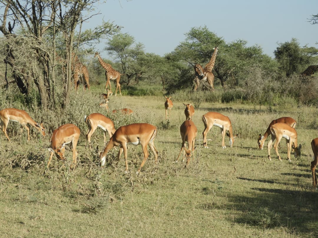 7 Days / 6 Nights Tanzania Group Budget Tour- Classic Safari & Cultural Discovery