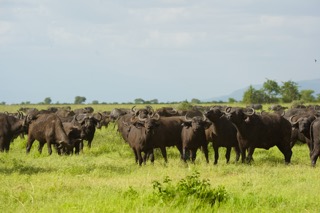 8-Days Great Migration River Crossing Safari - Utopia Safaris  - Safarigo