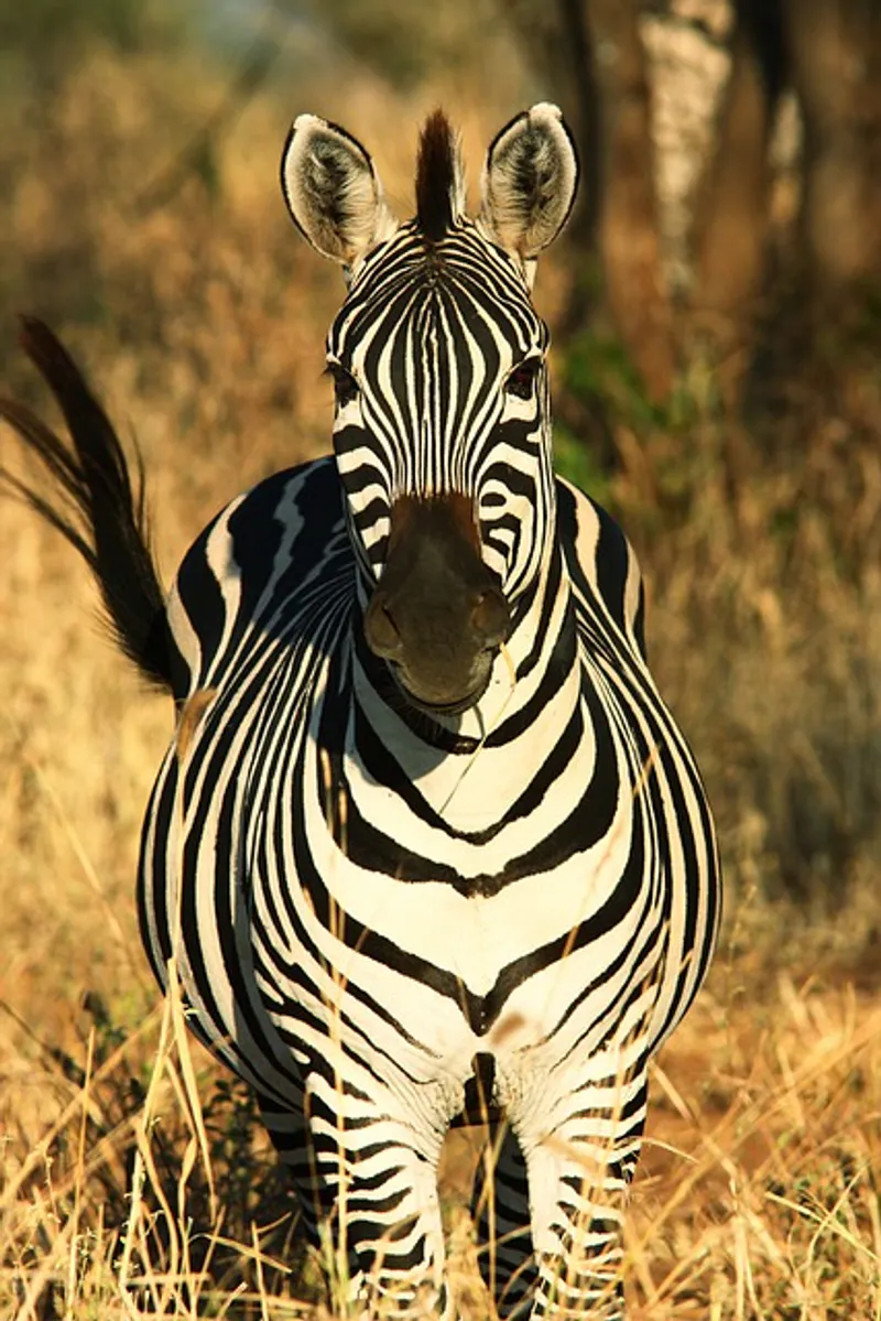 4 Days Tarangire Serengeti Ngorngoro From Zanzibar