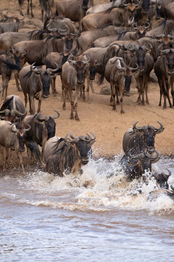 6-Day Maasai Mara, Serengeti and Ngorongoro Tour