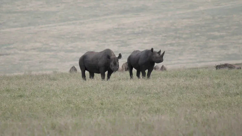 2 Days - Tarangire National Parak and Ngorongoro Crater Safari