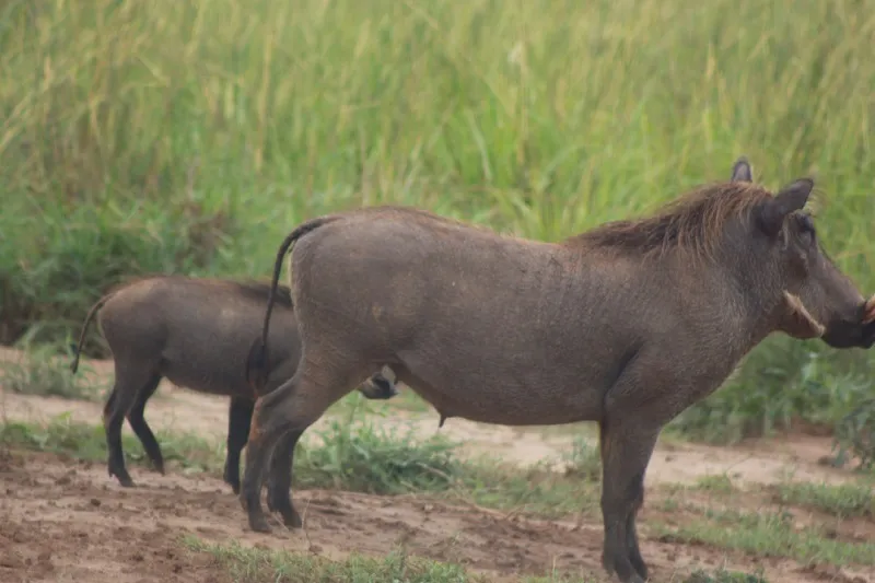 12-Day Kenya Wildlife and Uganda Gorilla Trekking Tour