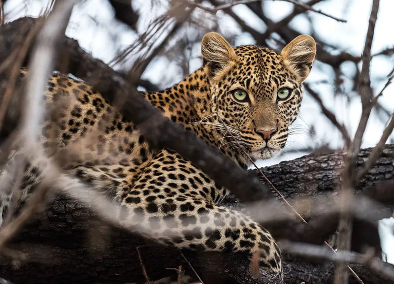 10-Day Tanzania Big Five Safari & Zanzibar Island Escape