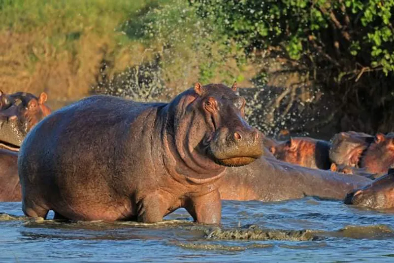 7 Days Safari Circuit – Amboseli, Naivasha, Nakuru & Mara (Sopa Lodges Stay)