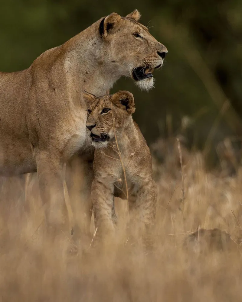 4 Days Explore the beaty of Tanzania to the most iconic parks