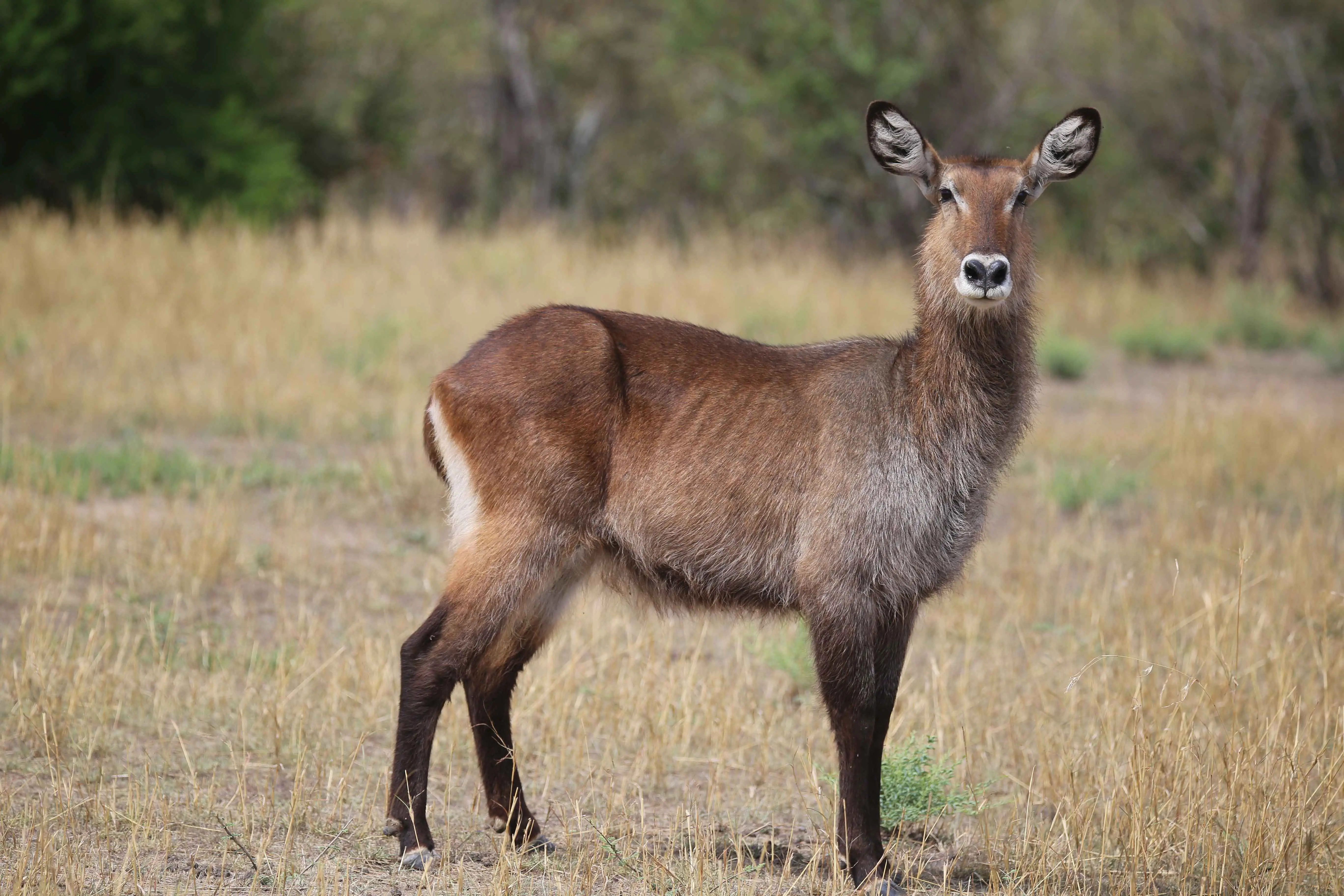 3 Days Tanzania Big 5 Budget Safari – Tarangire, Ngorongoro & Lake Manyara
