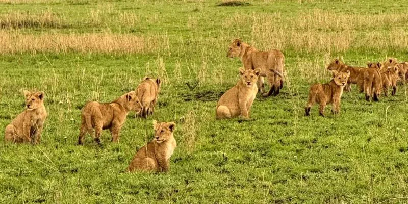 4-Day Tarangire, Serengeti & Ngorongoro Crater Safari