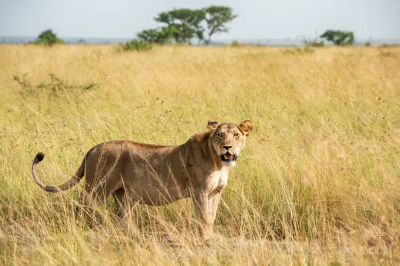 3 Day Queen Elizabeth National Park