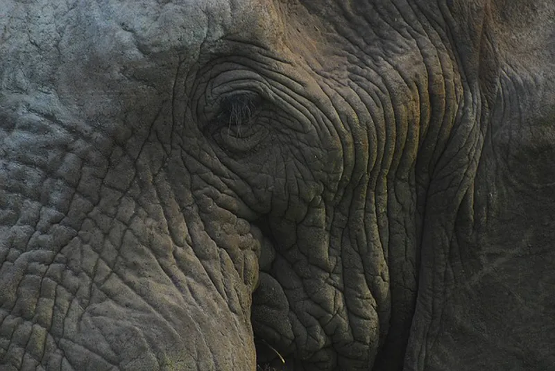 3-Day Selous Tour, Walking And Boat Family Safari.