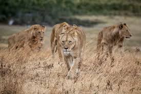 7-DAY NORTHERN CIRCUIT LUXURY SAFARI
