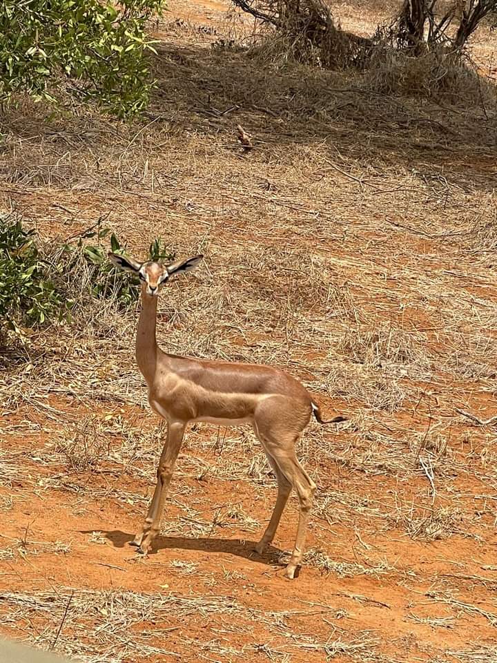 7-Day Samburu, Lake Nakuru, Lake Naivasha & Maasai Mara Private Safari