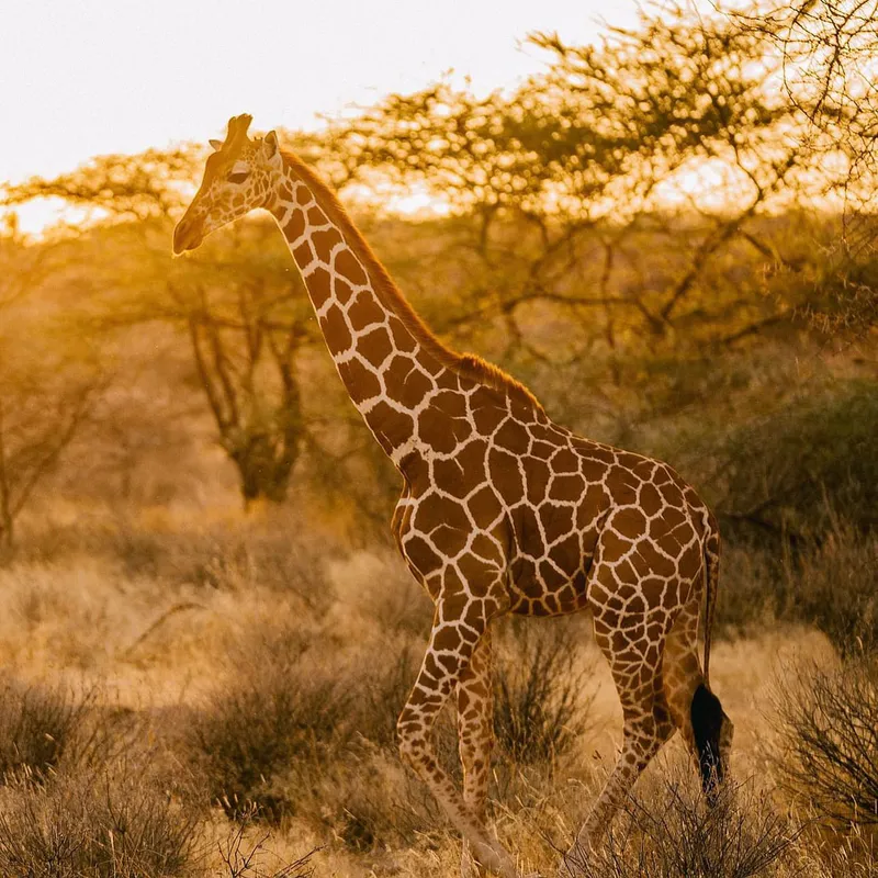 11 Days Kenya & Tanzania Incredible Budget Group Joining Safari
