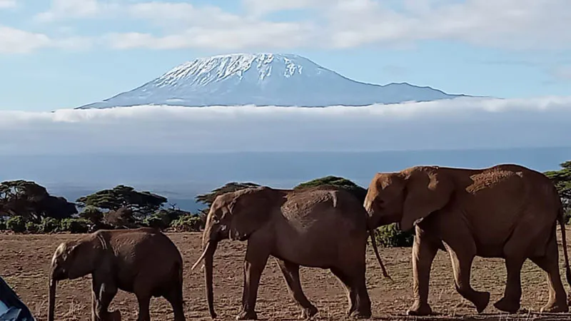 4-Day Tsavo East West and Amboseli National Park Holiday