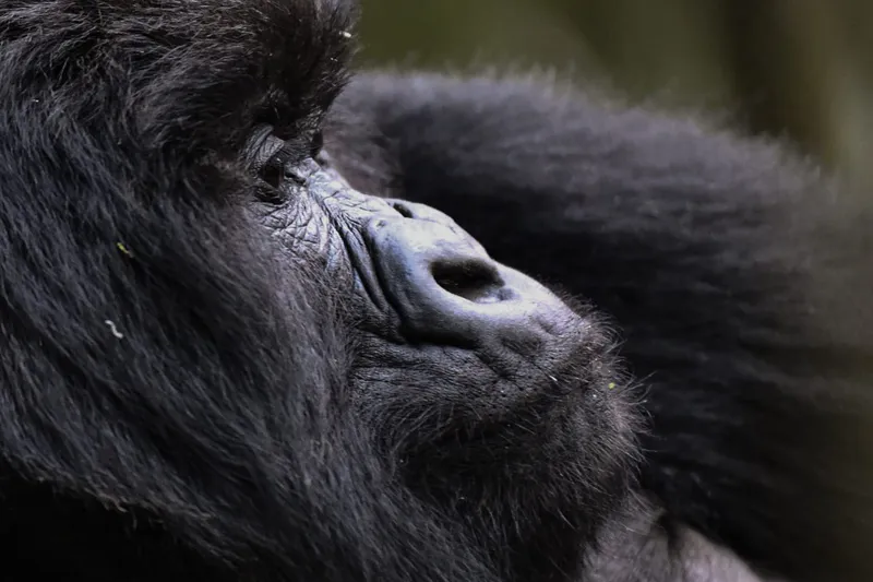 3-Day Gorrilla Trek in Uganda Mountain Safari