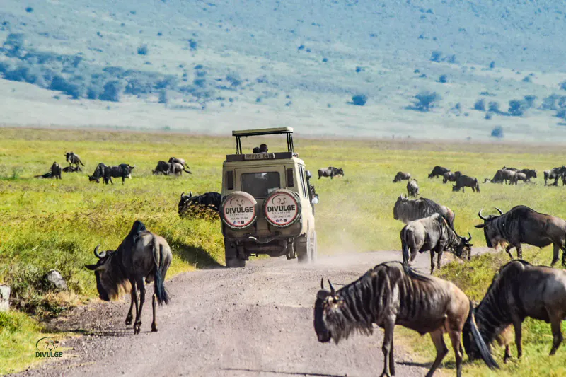 5-Day Magical Tarangire, Serengeti and Ngorongoro Crater Midrange Safari