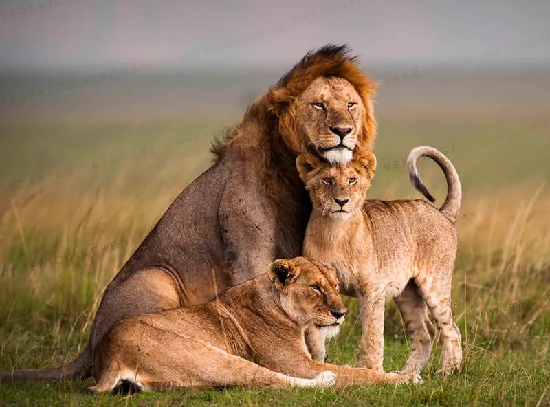 2 Days Amboseli National park Safari