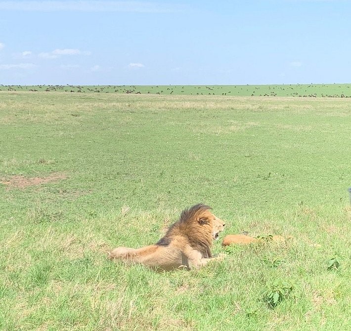 9 Days Candidly Kenyan Safari Ol Pejeta- Lake Nakuru- Masai Mara - Lake Naivasha - Amboseli National Park
