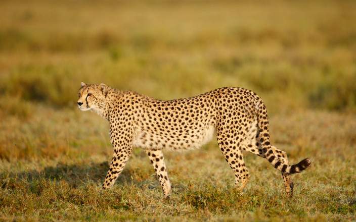 6-Day Safari to Arusha, Tarangire, Ngorongoro & Manyara