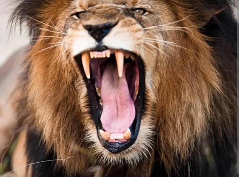 4 DAYS CAMPING GROUP SAFARIS ( TARANGIRE SERENGETI AND NGORONGORO )