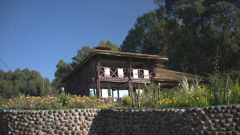 Da Vinci Gorilla Lodge