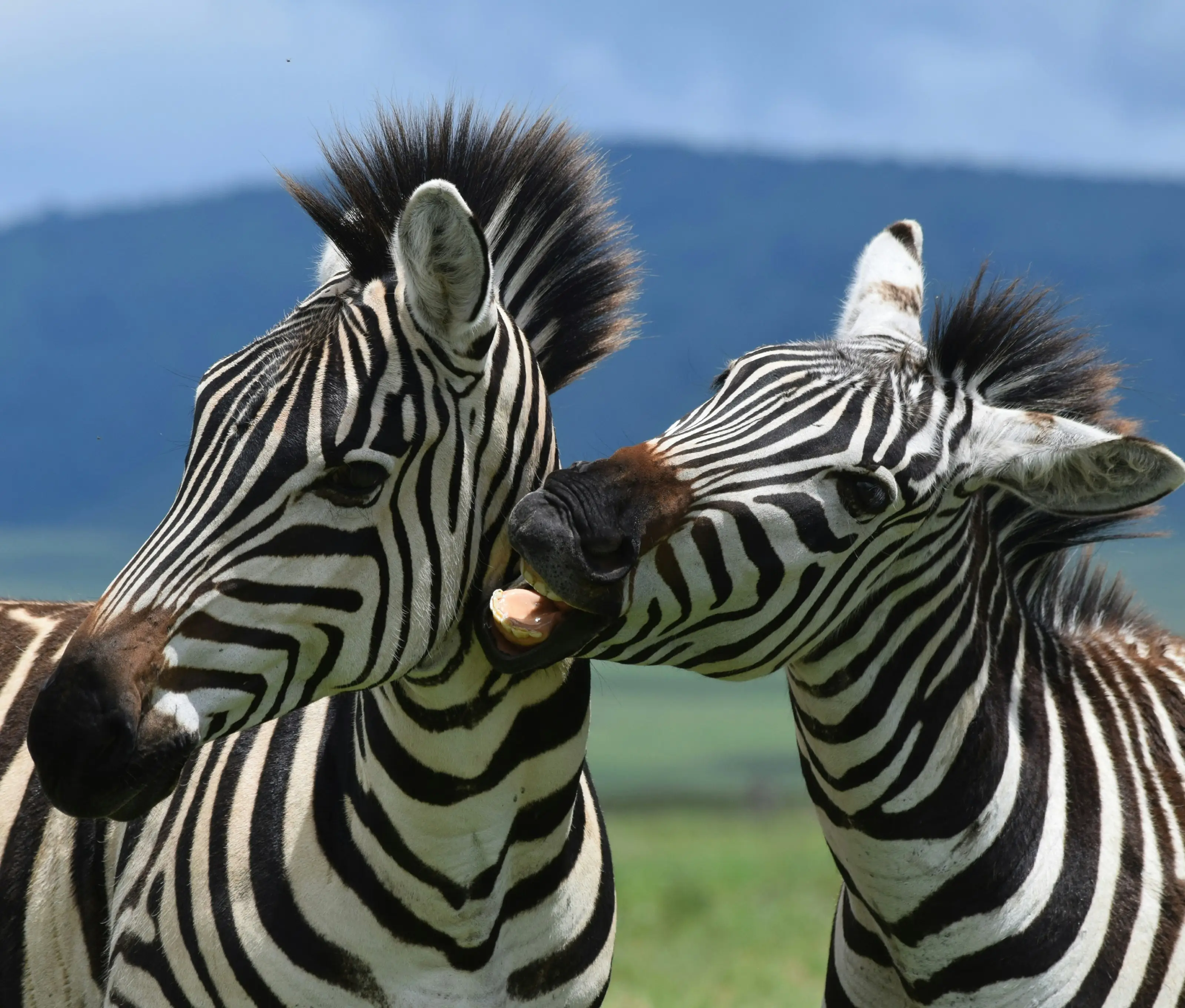 6-Day Tanzanian Safari Where Wildlife Meets Luxury