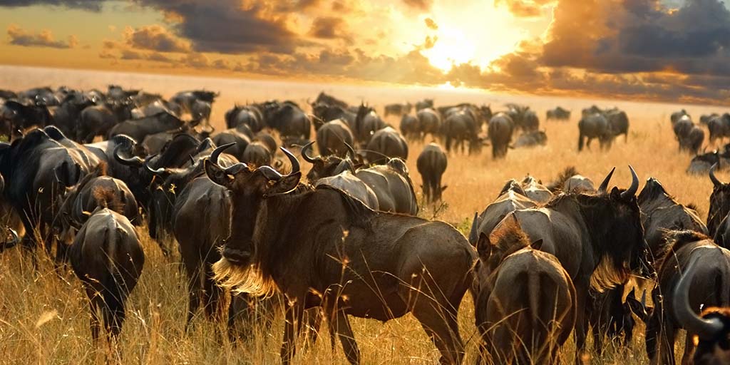 6-DAY Serengeti Wildebeests Migration Safari