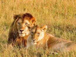 3-DAY CHRISTMAS MAGIC SAFARI IN SERENGETI AND TARANGIRE