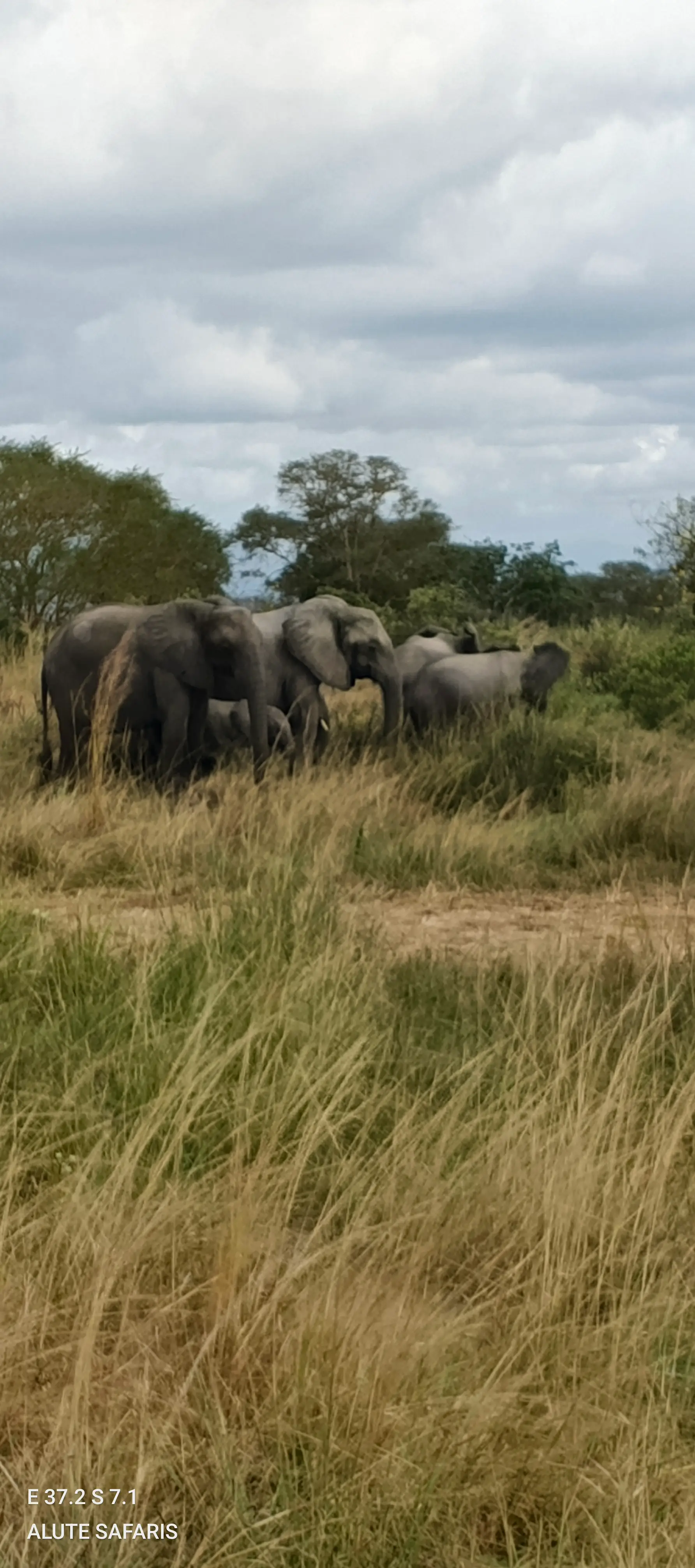4 Day Mikumi & Udzungwa Wildlife & Mountain Adventure