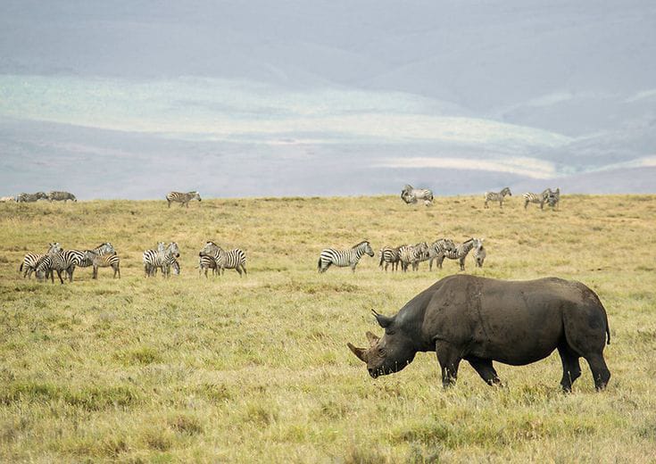 10 Day Wildlife and Beach Honeymoon Safari