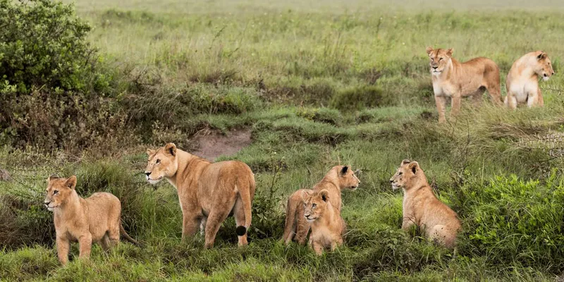 6 Days Tarangire, Ndutu, Central Serengeti and Ngorongoro Crater - 20% Discount Off Season