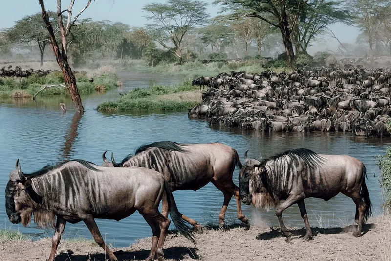4-tägige Safari zur Kalbsaison – Ndutu-Erkundung von Dezember bis März.