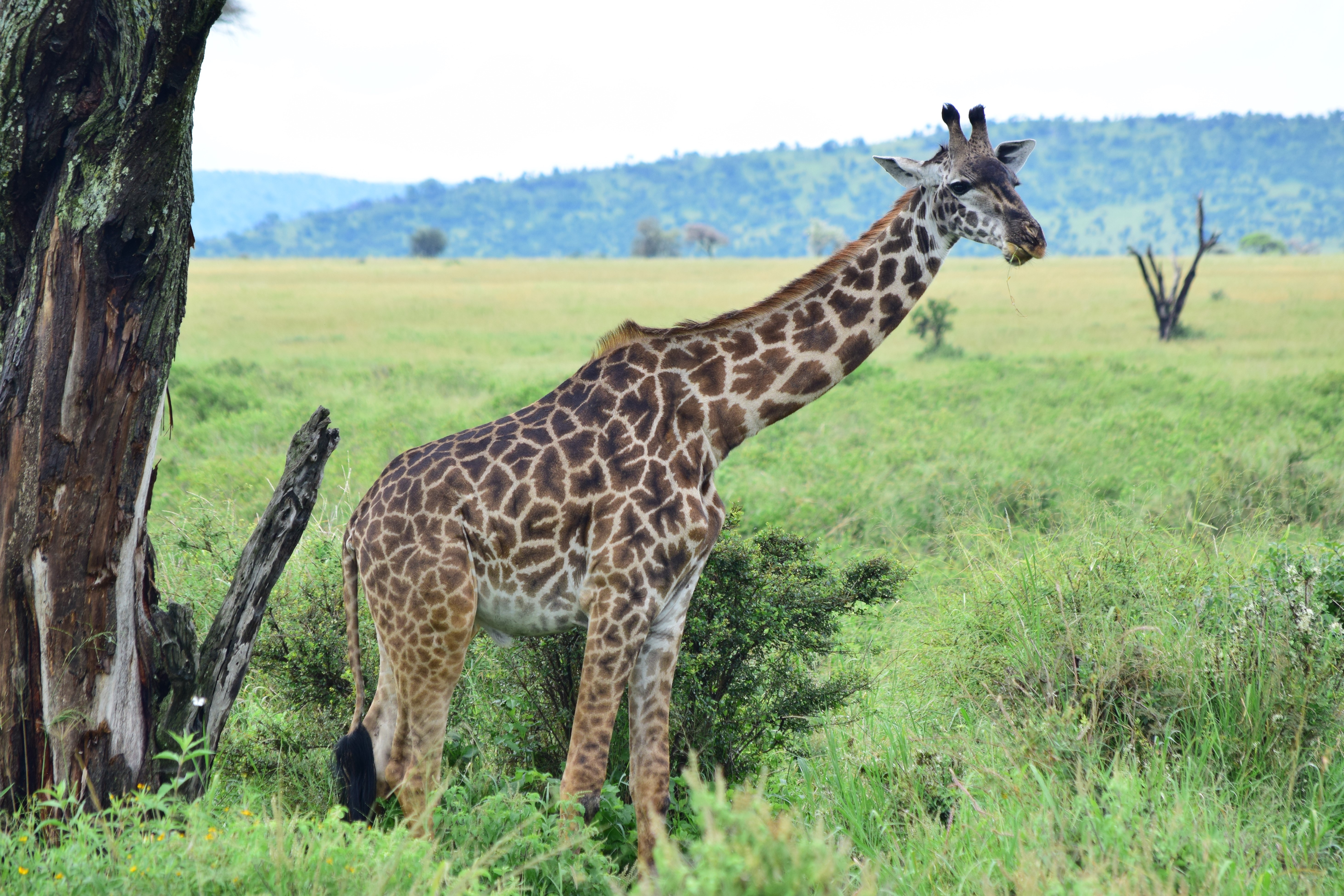 5-Day Classic Fly-In Great Migration Safari from Zanzibar: Northern Serengeti, Ngorongoro & Tarangire
