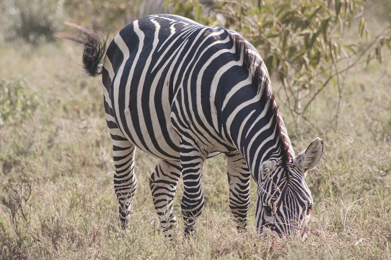 3-Day Maasai Mara Thrilling Vacation Group Budget Tour