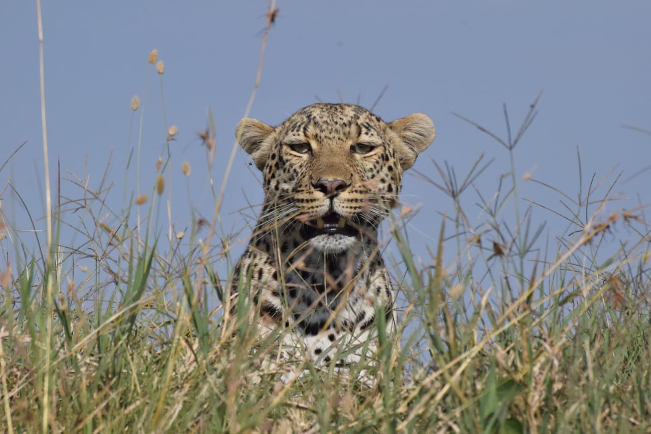 6-Days Top-Tier : Masai Mara National Reserve - Lake Naivasha - Amboseli National Park Safari