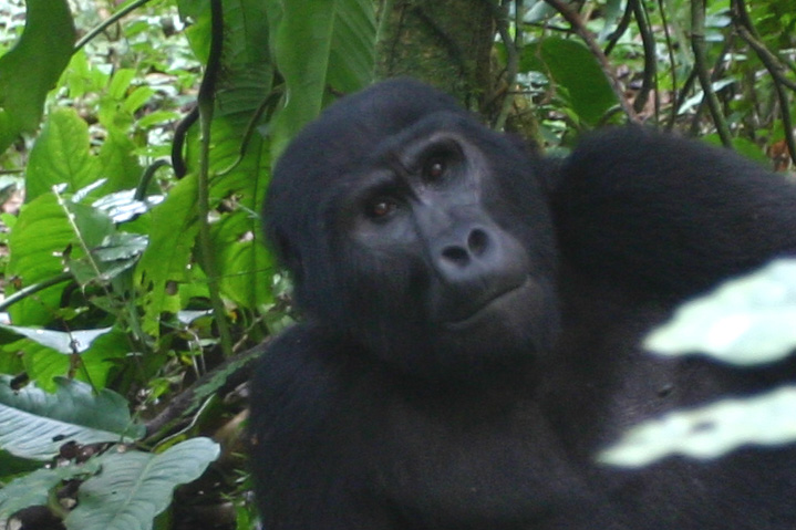 6-Days Murchison falls N.Park,Kibale Forest,Bwindi