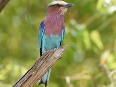 2-Day Lark Plains & Arusha National Park Birdwatching Safari