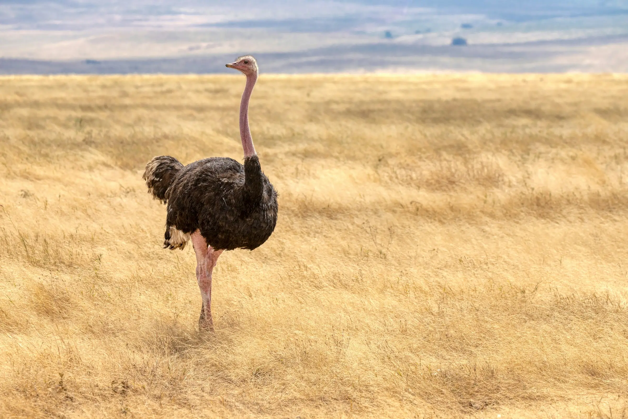 7-Day Pure Nature & Relaxation Safari - The pure essence of Tanzania’s wilderness.