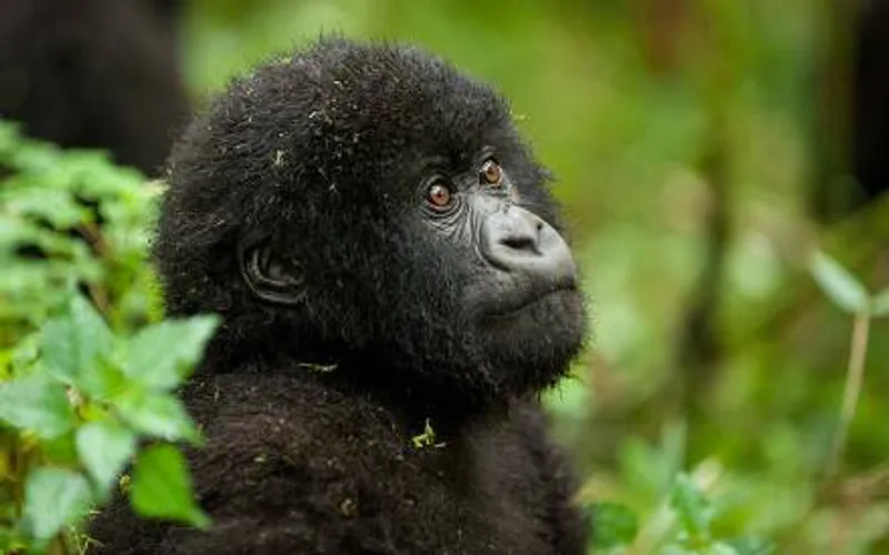 9 Day Camping Gorilla Safari in Uganda