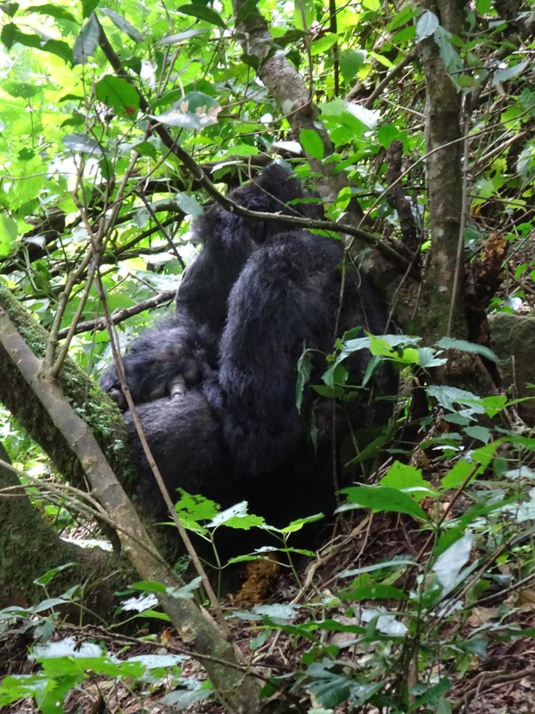 3-DAY GORILLA LUXURY SPECIAL - The Shuttle Hospitality - Safarigo