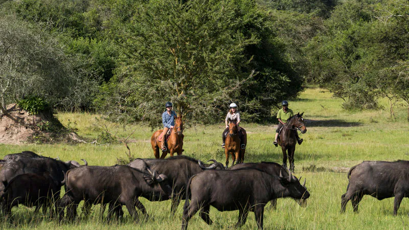 14-Day Ultimate Uganda Luxury Safari