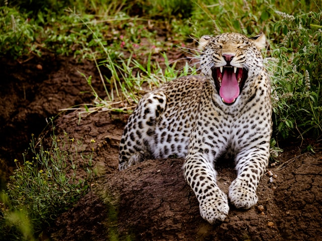 2-Day Exciting Tanzania Honeymooners Fly-in Safari